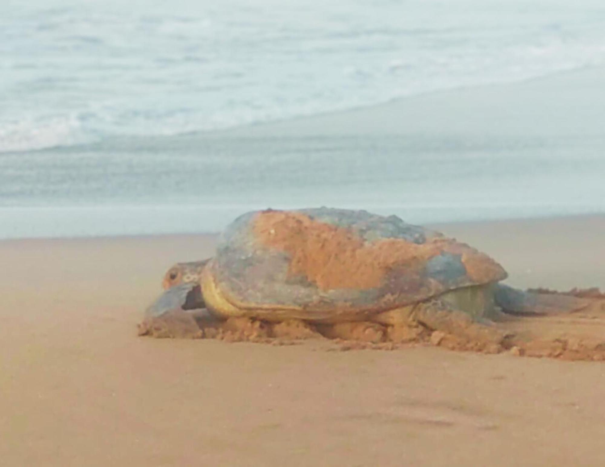 Amour At Turtle Beach Bed and Breakfast Tangalle Buitenkant foto