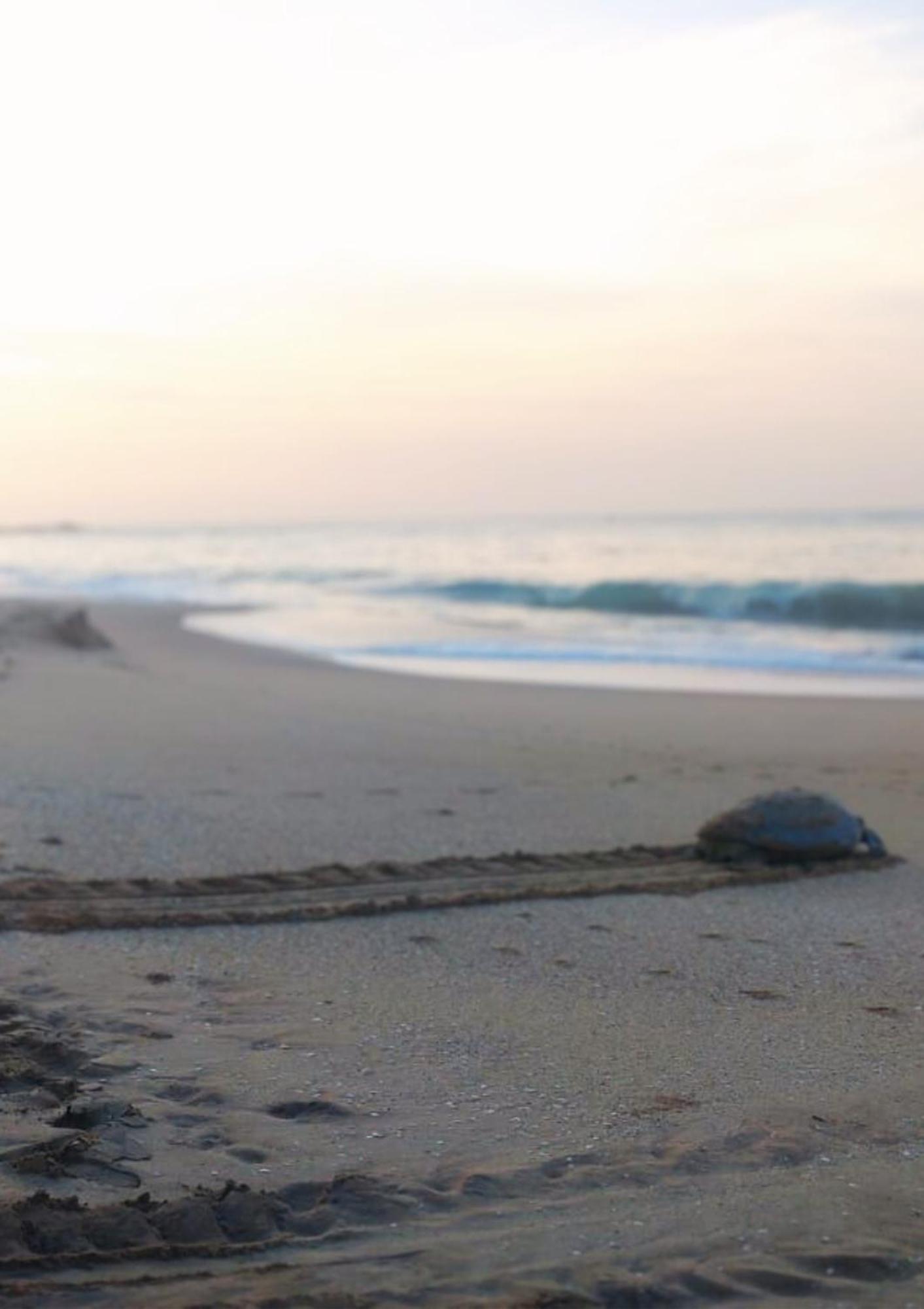 Amour At Turtle Beach Bed and Breakfast Tangalle Buitenkant foto