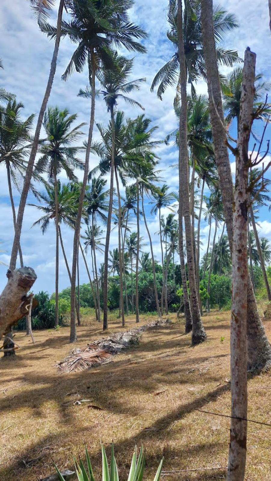 Amour At Turtle Beach Tangalle Buitenkant foto