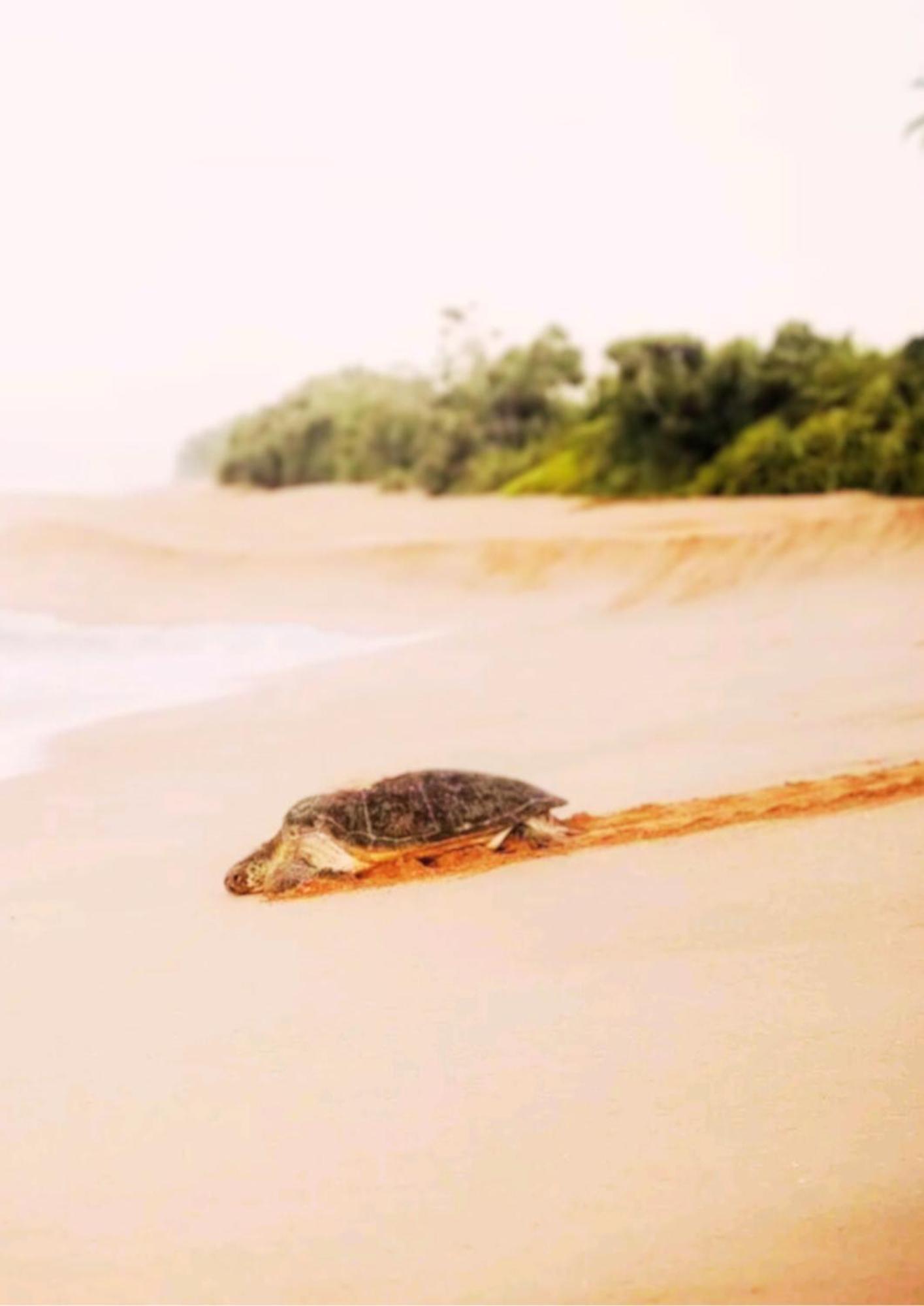 Amour At Turtle Beach Tangalle Buitenkant foto